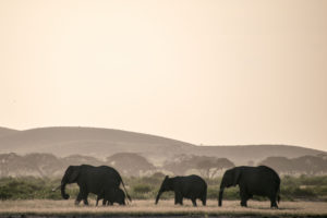 Kenya - Amboseli - Big 5 - Elephant group with baby