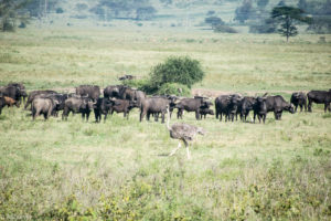 Kenya - Lake Nakuru - Big 5 - Buffalo group