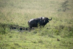 Kenya - Lake Nakuru - Big 5 - Buffalo in mud