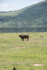 Kenya - Lake Nakuru - Big 5 - Buffalo with Thomson