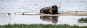 Kenya - Lake Nakuru - Big 5 - Buffalo resting in water