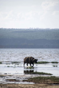 Kenya - Lake Nakuru - Big 5 - Buffalo walking in water