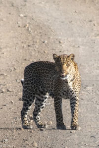 Kenya - Lake Nakuru - Big 5 - Leopard on the road