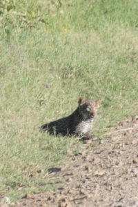 Kenya - Lake Nakuru - Big 5 - Leopard baby watching