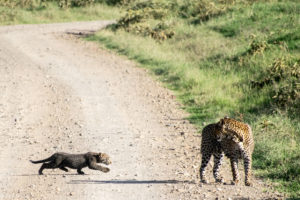 Kenya - Lake Nakuru - Big 5 - Leopard baby crossing