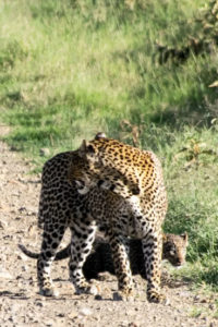 Kenya - Lake Nakuru - Big 5 - Leopard with baby behind