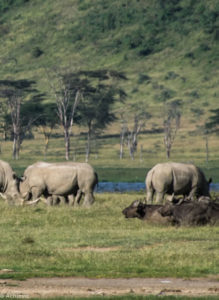 Kenya - Lake Nakuru - Big 5 - White rhino group