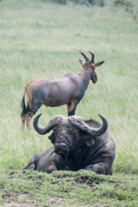 Kenya - Masai Mara - Big 5 - Buffalo with Topi