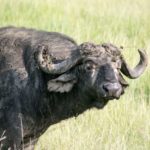 Kenya – Masai Mara – Big 5 – Buffalo staring