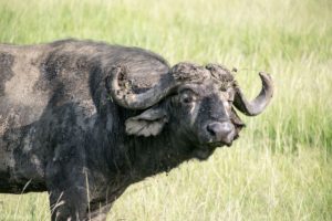 Kenya - Masai Mara - Big 5 - Buffalo staring
