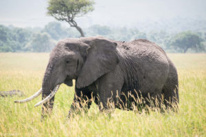 Kenya - Masai Mara - Big 5 - Elephant group member