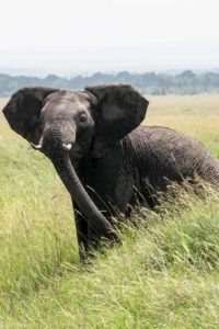 Kenya - Masai Mara - Big 5 - Elephant matriarch