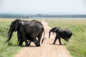 Kenya - Masai Mara - Big 5 - Elephant group with baby crossing