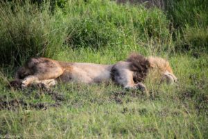 Kenya - Masai Mara - Big 5 - Lion resting