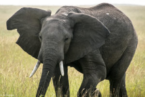 Kenya - Masai Mara - Big 5 - Elephant watching