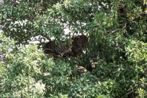 Kenya - Masai Mara - Big 5 - Leopard in tree