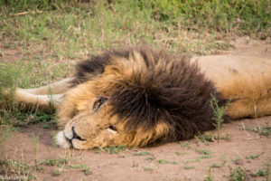 Kenya - Masai Mara - Big 5 - Lion Scar