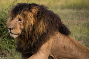 Kenya - Masai Mara - Big 5 - Lion Scar face up