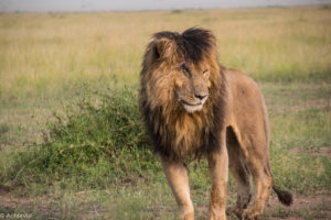 Kenya - Masai Mara - Big 5 - Lion Scar up