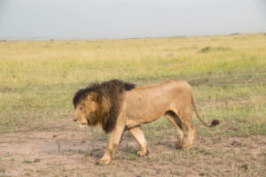 Kenya - Masai Mara - Big 5 - Lion walking