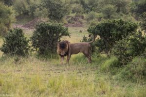 Kenya - Masai Mara - Big 5 - Lion marking