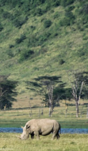 Kenya – Lake Nakuru – Big 5 – White rhino