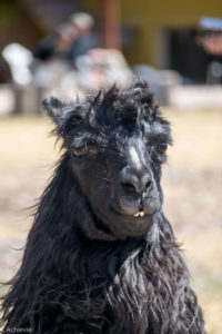 Suri Alpaca - a long hair alpaca that can be found in Peru