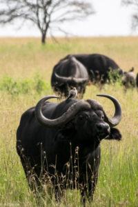 Tanzania - Ndutu - Big 5 - Buffalo with bird