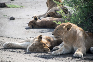 Tanzania - Ndutu - Big 5 - Young lion group 2