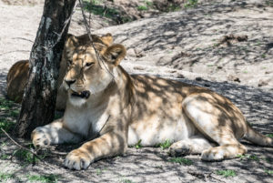 Tanzania - Ndutu - Big 5 - Young lion group 2