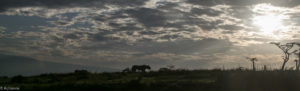 Tanzania - Ngorongoro - Big 5 - Lioness sunrise