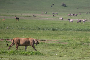 Tanzania - Ngorongoro - Big 5 - Lioness strolling