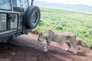 Tanzania - Ngorongoro - Big 5 - Lioness close