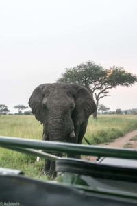 Tanzania - Serengeti - Big 5 - Elephant bull