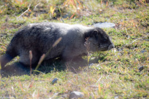 Marmot at Blackcomb Mountain - Rendez-Vous Lodge