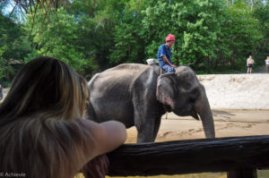 Floating Hotel – Elephants-0002