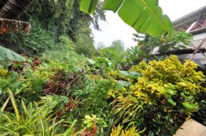 Grenada – Anandale waterfall-0004