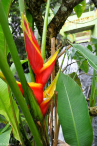 Grenada – Anandale waterfall-0005