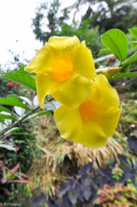 Grenada – Anandale waterfall-0006