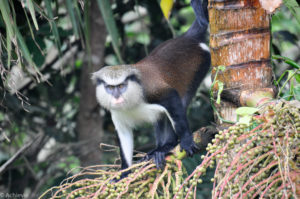 Island of Grenada, Caribbean Sea - Mona Monkey