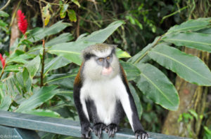 Island of Grenada, Caribbean Sea - Mona Monkey