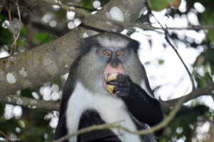 Island of Grenada, Caribbean Sea - Mona Monkey