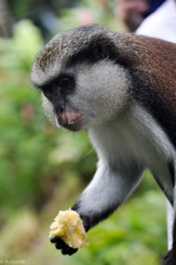 Island of Grenada, Caribbean Sea - Mona Monkey