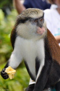 Island of Grenada, Caribbean Sea - Mona Monkey