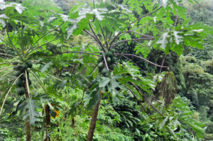 Grenada – intro-0003