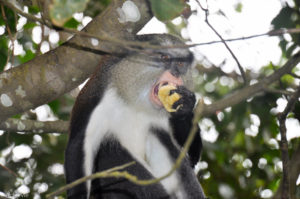 Island of Grenada, Caribbean Sea - Mona Monkey