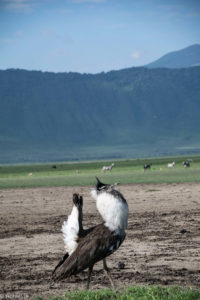 Ngorongoro Crater, Tanzania - Bustard