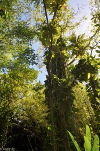 Saint Lucia Island-0011