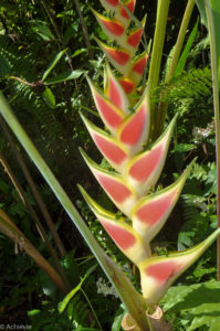 Saint Lucia Island-0012