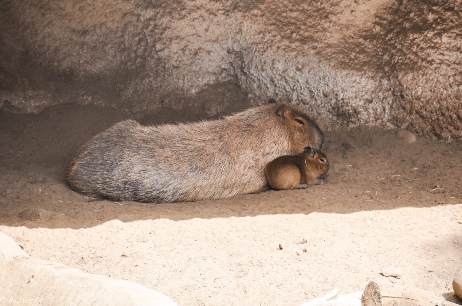 San Diego Zoo – Capybara